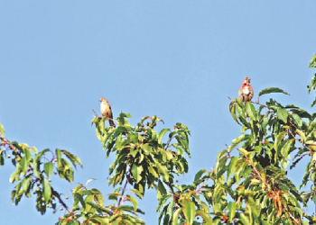 অপরূপ লিনেট জুটি। জার্মানির বায়ার্নের গ্রেটস্টাড এলাকা থেকে সম্প্রতি তোলা