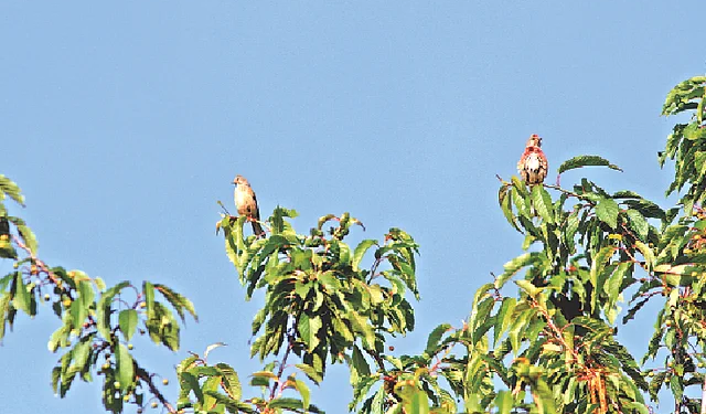 অপরূপ লিনেট জুটি। জার্মানির বায়ার্নের গ্রেটস্টাড এলাকা থেকে সম্প্রতি তোলা