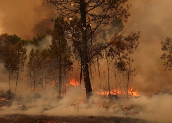 burning area during a wildfire in Sao Pedro do Sul