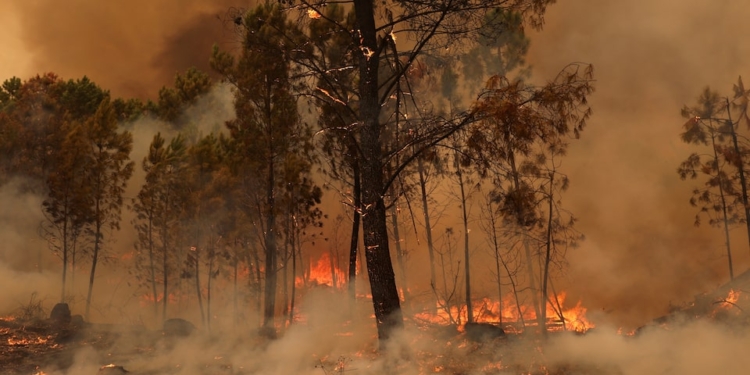 burning area during a wildfire in Sao Pedro do Sul