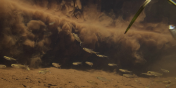 নতুন গবেষণা দেখায় যে স্বাদুপানির এক চতুর্থাংশ প্রাণী বিলুপ্তির হুমকিতে রয়েছে