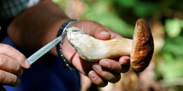 জীবনের জন্য গুরুত্বপূর্ণ ছত্রাক বিলুপ্তির ক্রমবর্ধমান ঝুঁকির মুখোমুখি, গবেষণায় দেখা গেছে