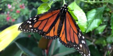 শতাব্দীর শুরু থেকে যুক্তরাষ্ট্রে প্রজাপতির সংখ্যা 22% কমেছে