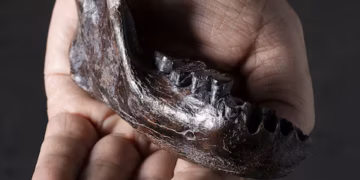 তাইওয়ানের চোয়ালের হাড় রহস্যময় প্রাচীন মানুষের ভৌগলিক নাগাল দেখায়