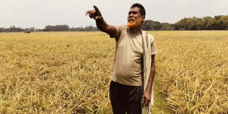 সাঁথিয়ায় ফসলের মাঠে ব্যাটারি পোড়ানো ফ্যাক্টরি স্থাপন করায় ৫০ একর বোরো ধান নষ্ট