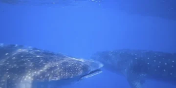 তিমি হাঙ্গর কোথায় সঙ্গী করে? তা জানার জন্য অনুসন্ধান