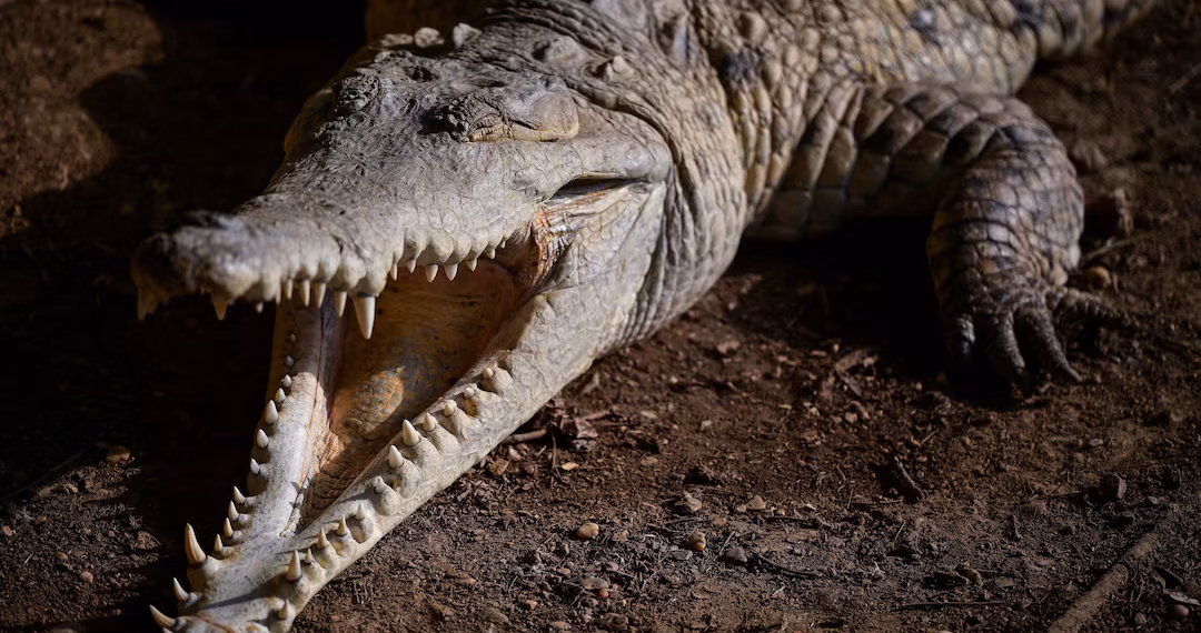 ওরিনোকো