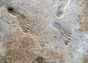 নিউ মেক্সিকো