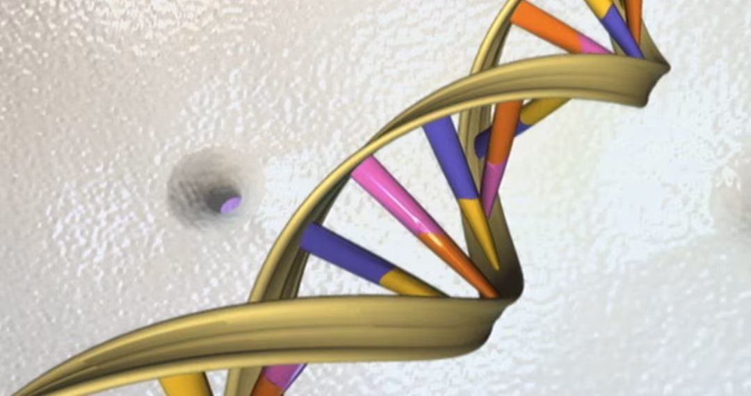 তারিখবিহীন শিল্পীর ছবিতে একটি ডিএনএ ডাবল হেলিক্স দেখা যাচ্ছে। REUTERS/ন্যাশনাল হিউম্যান জিনোম রিসার্চ ইনস্টিটিউট/হ্যান্ডআউট পারচেজ লাইসেন্সিং রাইটস