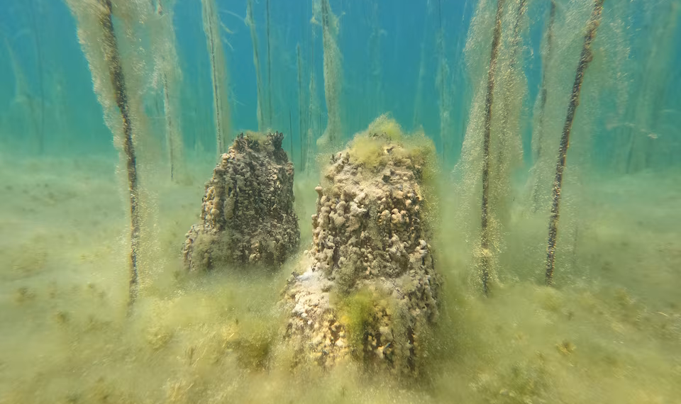 আলবেনিয়ায়