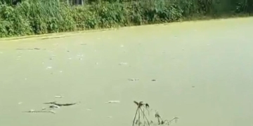 সাঁথিয়ায় পুকুরে বিষ দিয়ে মাছ নিধন