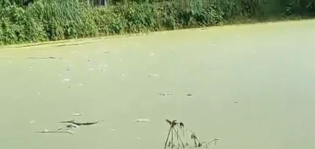 সাঁথিয়ায় পুকুরে বিষ দিয়ে মাছ নিধন