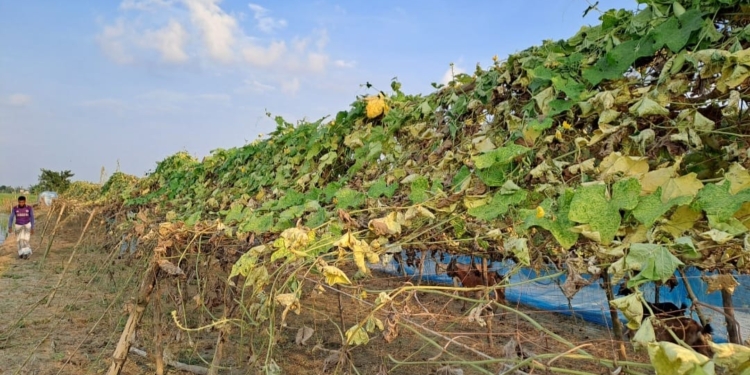 সাঁথিয়ায়