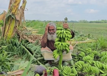 সাঁথিয়ায় রাতের আঁধারে কৃষকের এক হাজার কলাগাছ কেটে ফেলেছে দুর্বৃত্তরা