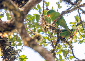 ইন্দোনেশিয়ার