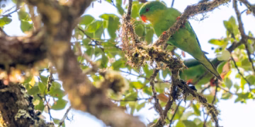 ইন্দোনেশিয়ার